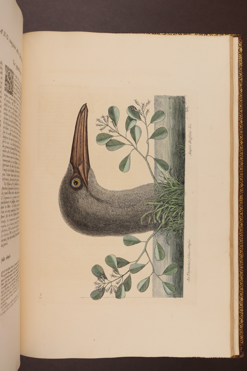 Plate 86